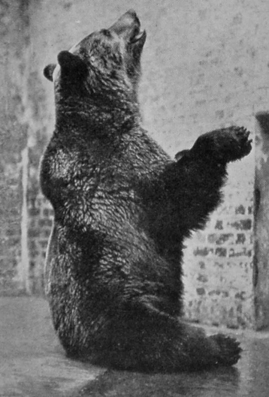 LARGE RUSSIAN BROWN BEAR. LARGE RUSSIAN BROWN BEAR.