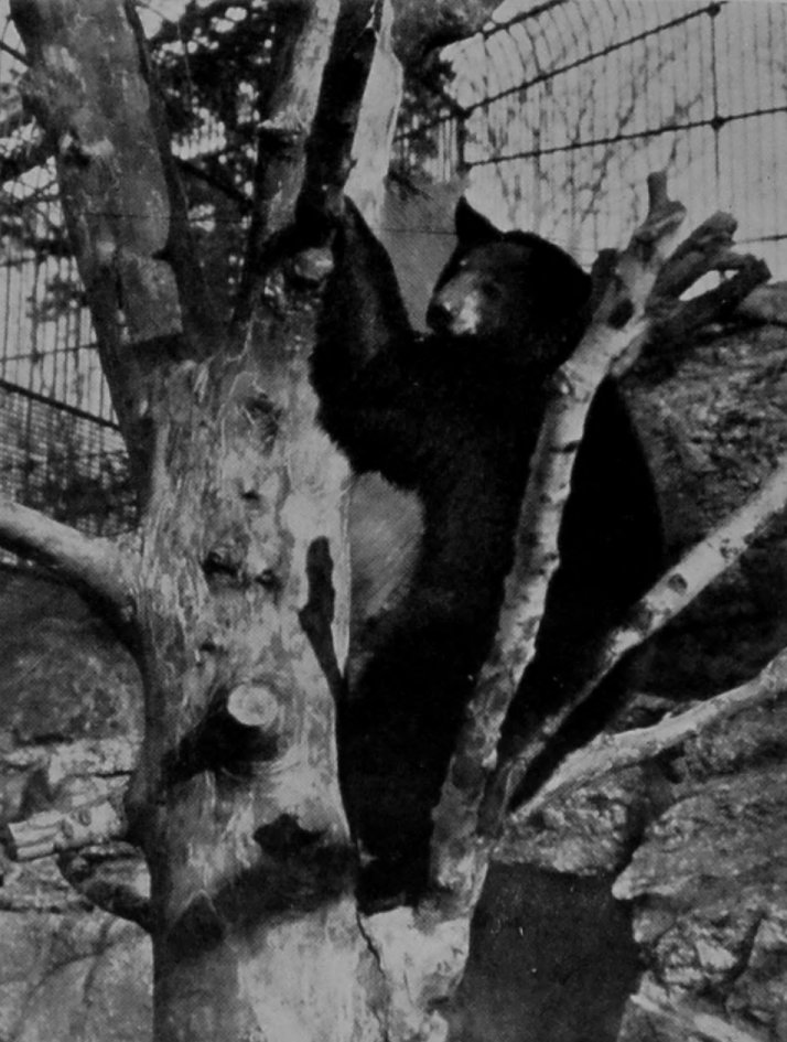 AMERICAN BLACK BEAR. AMERICAN BLACK BEAR.