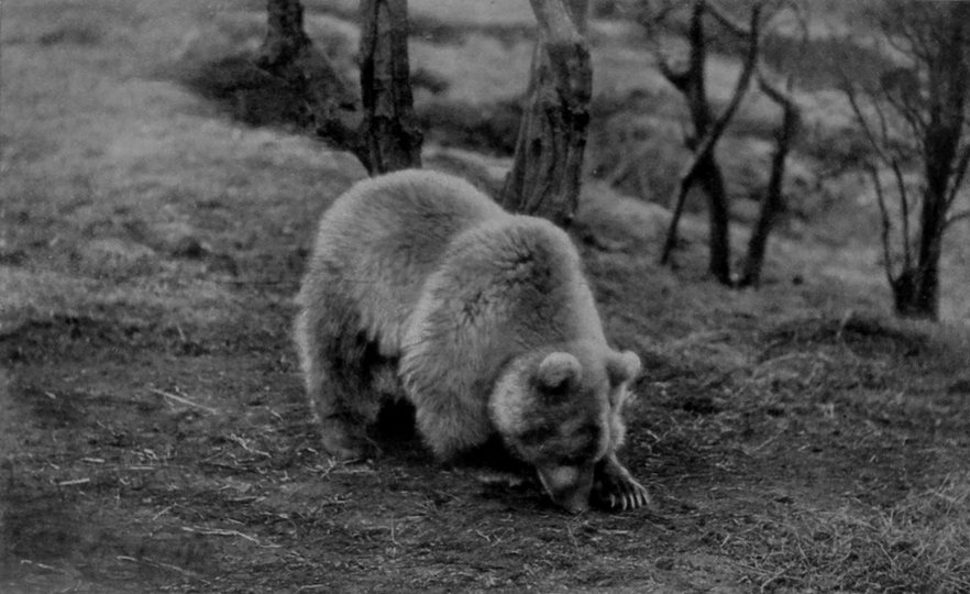 A BROWN BEAR IN SEARCH OF INSECTS. A BROWN BEAR IN SEARCH OF INSECTS.