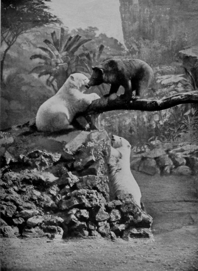 TWO POLAR BEARS AND A BROWN BEAR. TWO POLAR BEARS AND A BROWN BEAR.