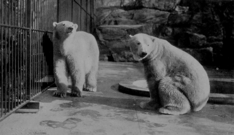 HALF-GROWN POLAR BEARS. HALF-GROWN POLAR BEARS.