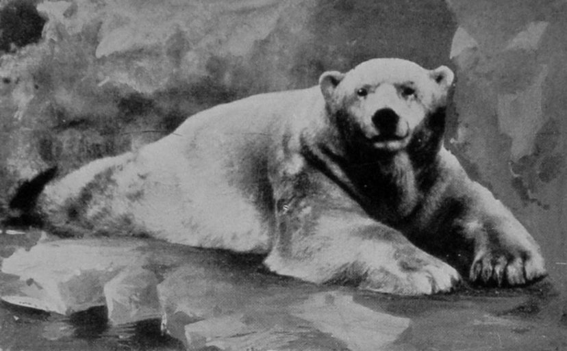 THE ICE-BEAR'S COUCH. THE ICE-BEAR'S COUCH.