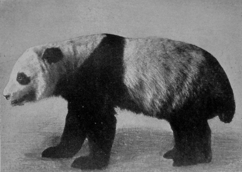 GREAT PANDA. GREAT PANDA.