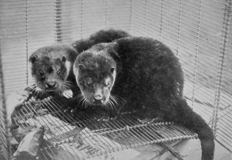 YOUNG OTTERS. YOUNG OTTERS.