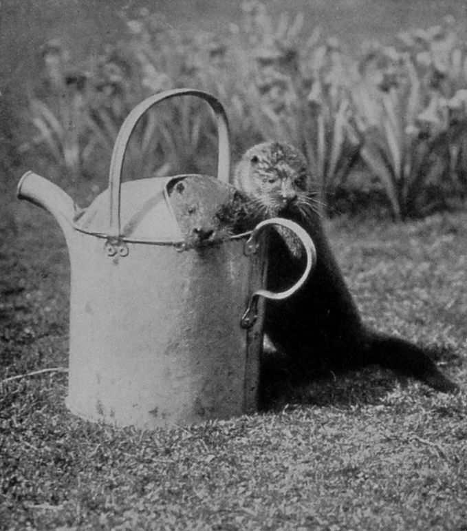 TWO TAME OTTERS. TWO TAME OTTERS.