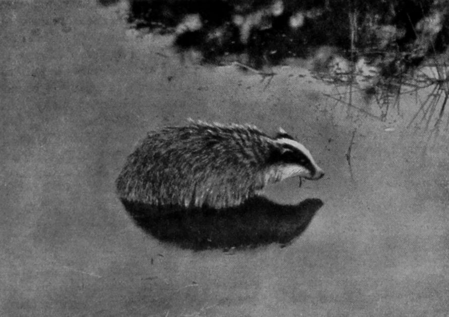 A BADGER IN THE WATER. A BADGER IN THE WATER.