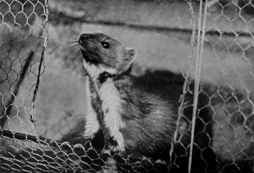 PINE-MARTEN. PINE-MARTEN.