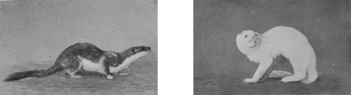 COMMON STOAT. COMMON STOAT.