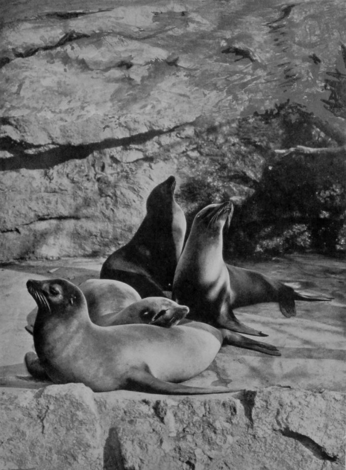 CALIFORNIAN SEA-LIONS, OR EARED SEALS. CALIFORNIAN SEA-LIONS, OR EARED SEALS.