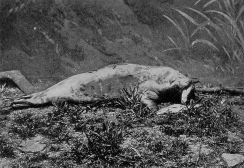 GREY SEAL. GREY SEAL.