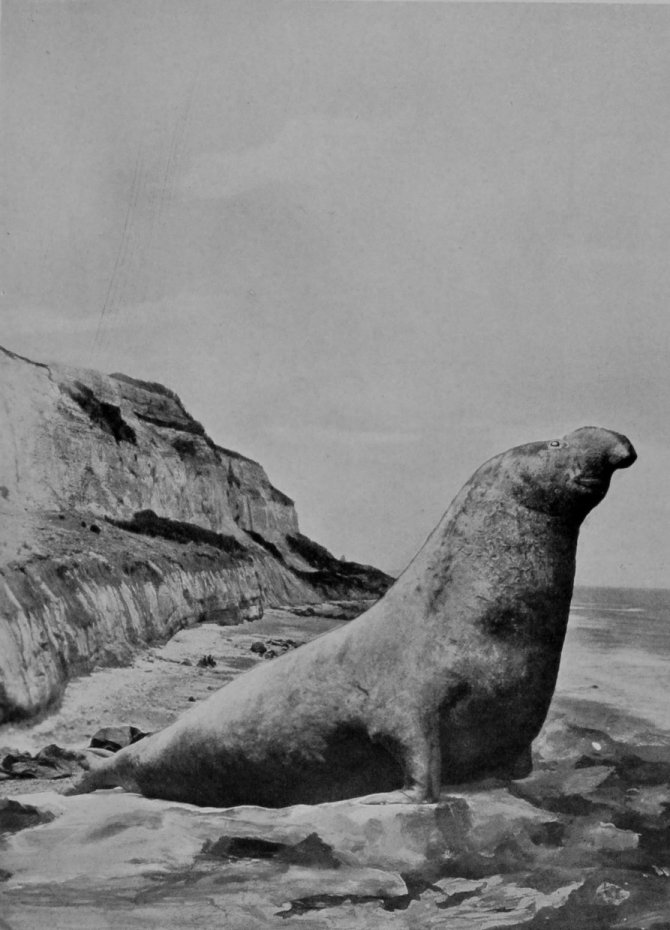 SEA-ELEPHANT. SEA-ELEPHANT.