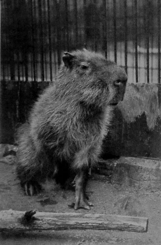 CAPYBARA. CAPYBARA.