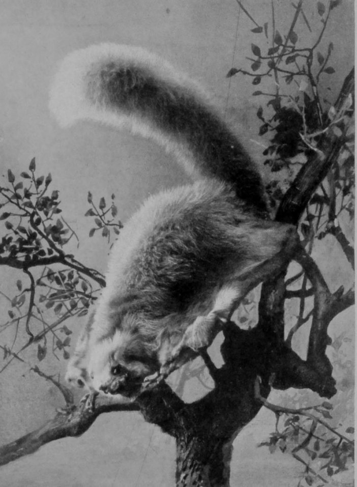 FLYING-SQUIRREL. FLYING-SQUIRREL.