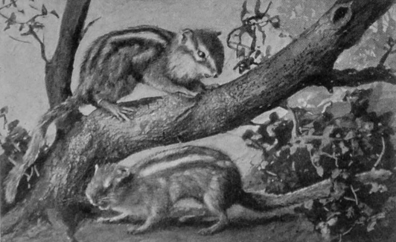 ASIATIC CHIPMUNKS. ASIATIC CHIPMUNKS.