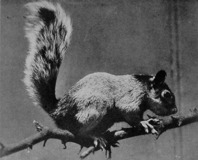 DORSAL SQUIRREL FROM CENTRAL AMERICA. DORSAL SQUIRREL FROM CENTRAL AMERICA.