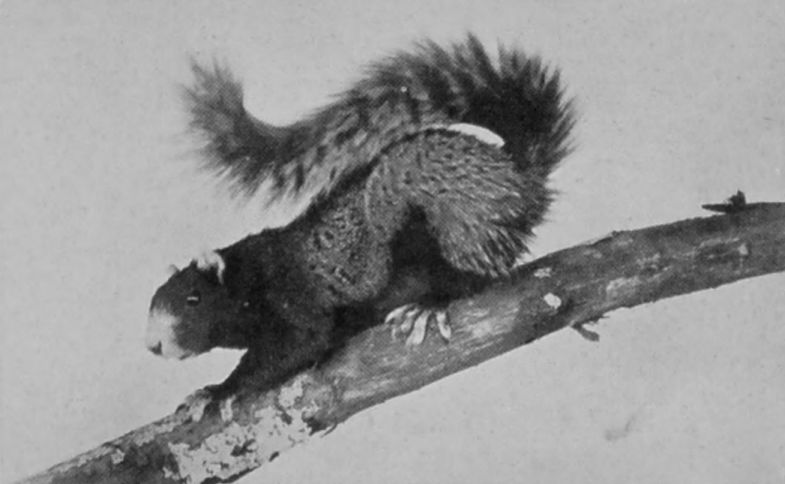 BLACK FOX-SQUIRREL. BLACK FOX-SQUIRREL.