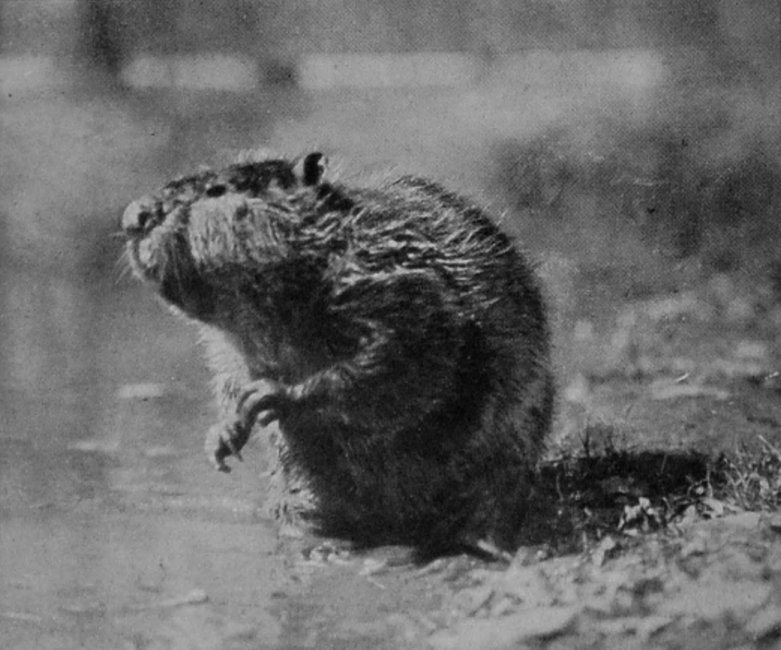 AMERICAN BEAVER. AMERICAN BEAVER.