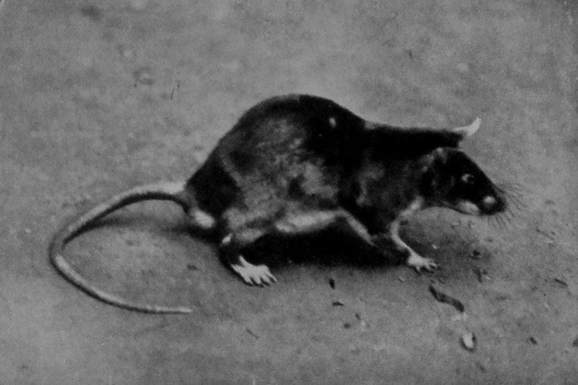 GAMBIAN POUCHED RAT. GAMBIAN POUCHED RAT.