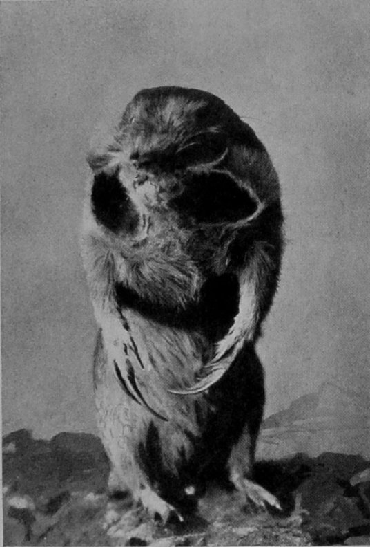 POCKET-GOPHER. POCKET-GOPHER.