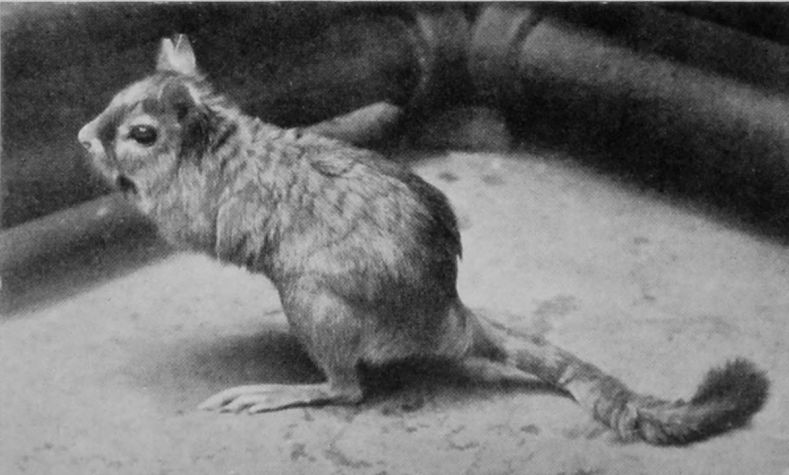 CAPE JUMPING-HARE. CAPE JUMPING-HARE.