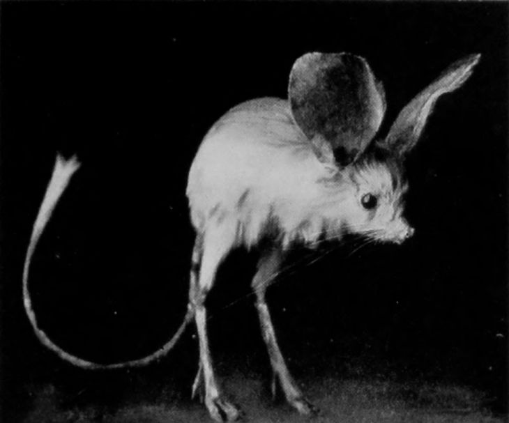 LONG-EARED JERBOA. LONG-EARED JERBOA.