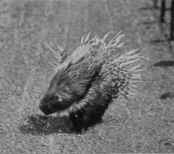 PORCUPINE. PORCUPINE.
