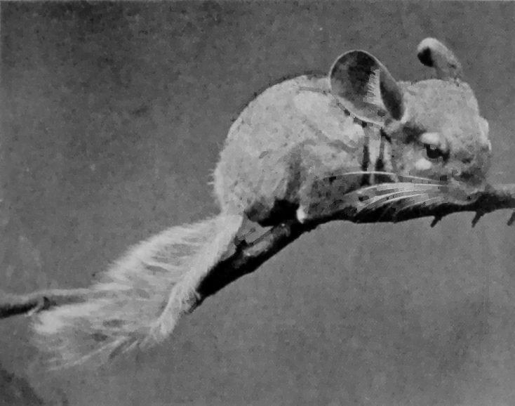 CHINCHILLA. CHINCHILLA.