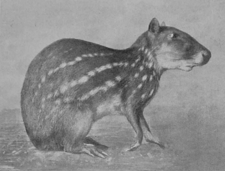 PACA, OR SPOTTED CAVY. PACA, OR SPOTTED CAVY.