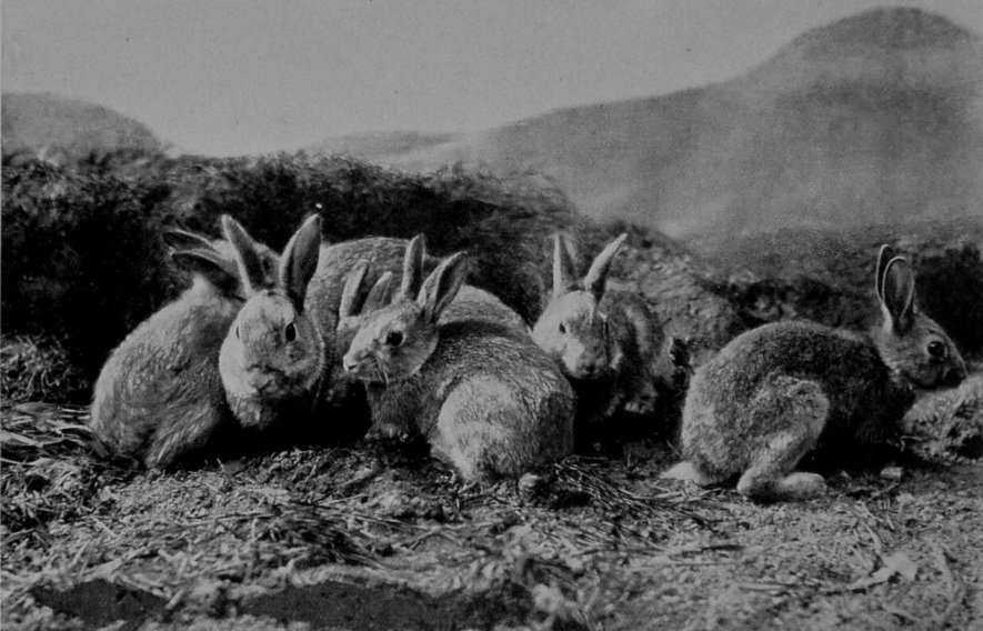 WILD RABBITS. WILD RABBITS.