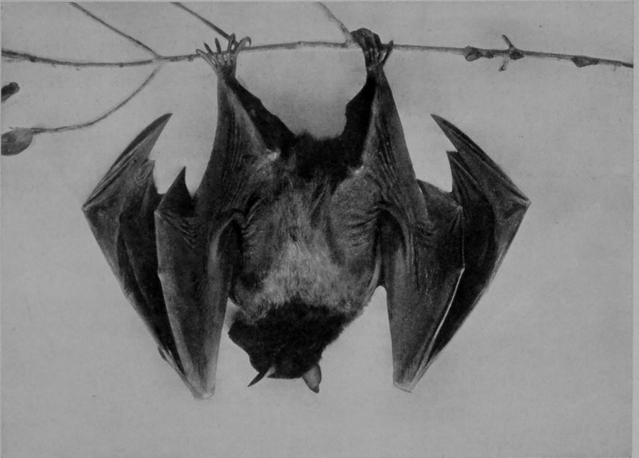 AUSTRALIAN FRUIT-BAT, OR "FLYING-FOX." AUSTRALIAN FRUIT-BAT, OR "FLYING-FOX."