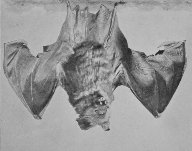 LEAF-NOSED BAT. LEAF-NOSED BAT.