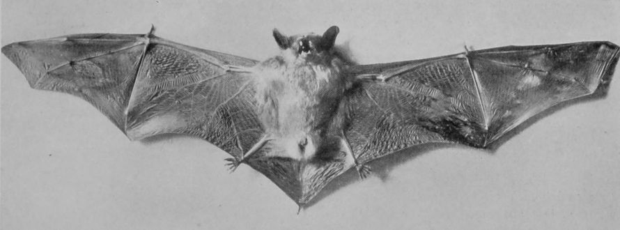 PIPISTRELLE BAT. PIPISTRELLE BAT.