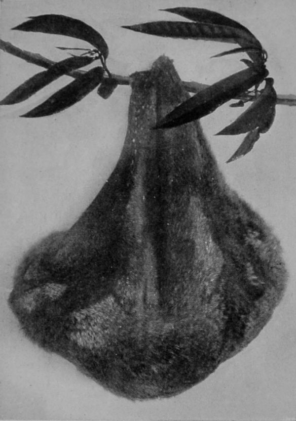 COBEGO ASLEEP. COBEGO ASLEEP.