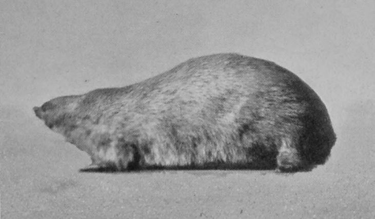 GOLDEN MOLE. GOLDEN MOLE.