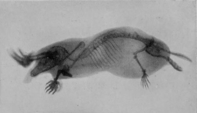 COMMON MOLE. COMMON MOLE.