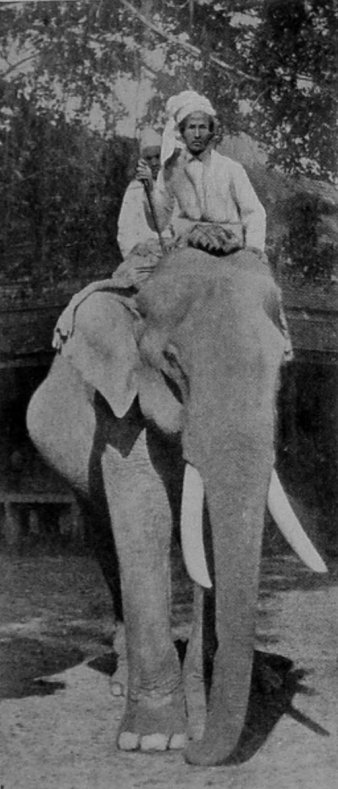 A FINE TUSKER. A FINE TUSKER.