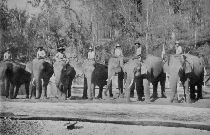 TIMBER-ELEPHANTS. TIMBER-ELEPHANTS.