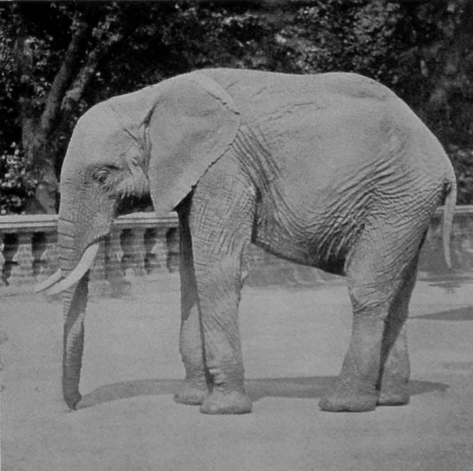 AFRICAN ELEPHANT. AFRICAN ELEPHANT.