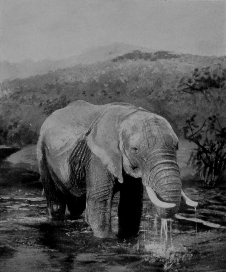 MALE AFRICAN ELEPHANT DRINKING. MALE AFRICAN ELEPHANT DRINKING.