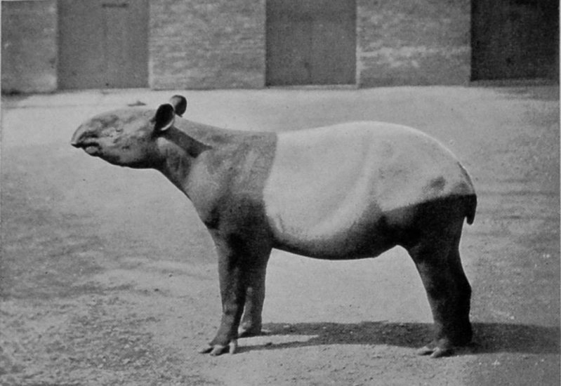 MALAYAN TAPIR. MALAYAN TAPIR.