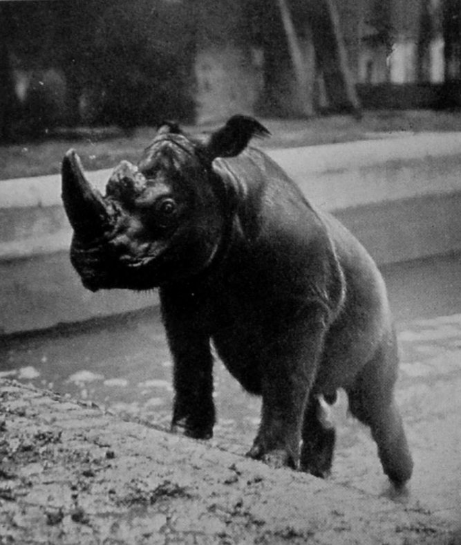 HAIRY-EARED SUMATRAN RHINOCEROS. HAIRY-EARED SUMATRAN RHINOCEROS.