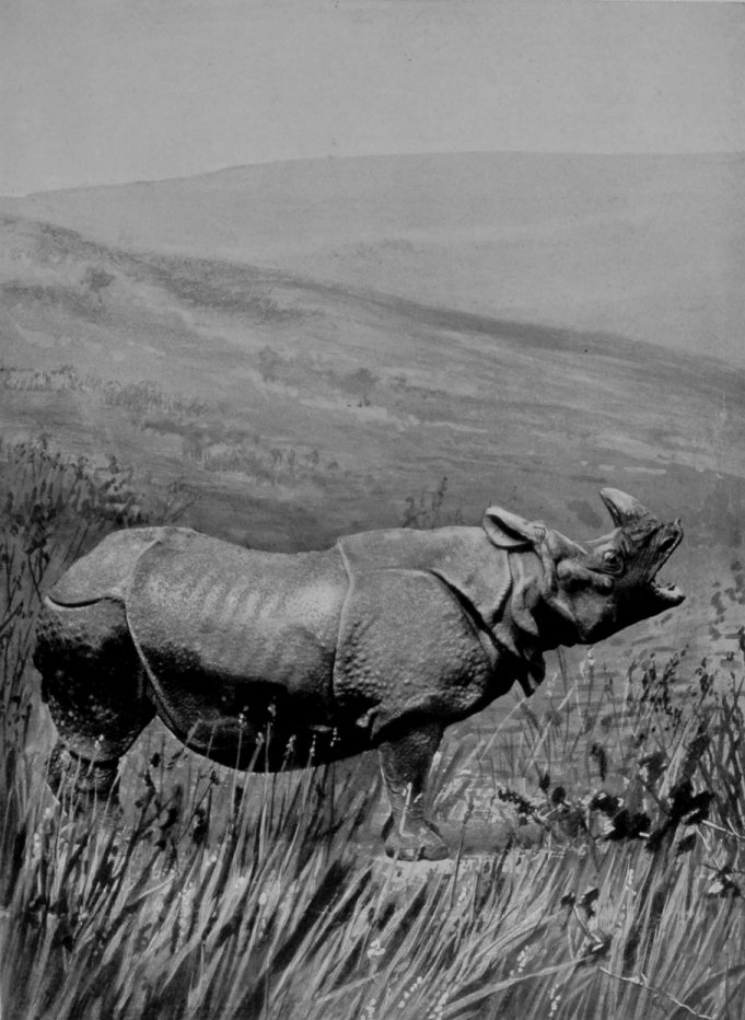 GREAT INDIAN RHINOCEROS. GREAT INDIAN RHINOCEROS.