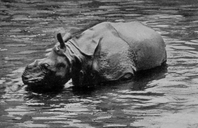 RHINOCEROS BATHING. RHINOCEROS BATHING.
