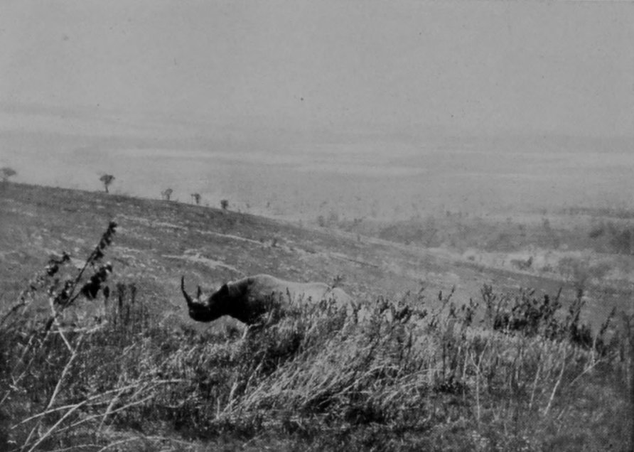 BLACK AFRICAN RHINOCEROS. BLACK AFRICAN RHINOCEROS.