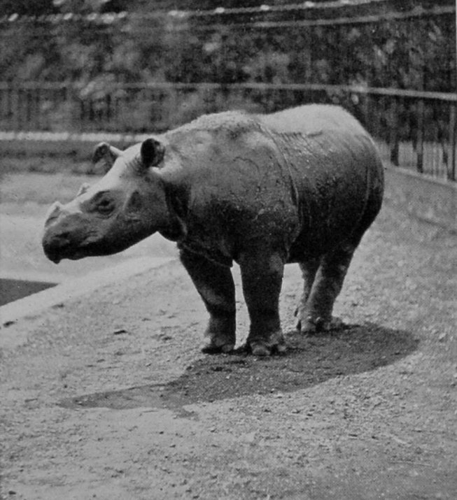 SUMATRAN RHINOCEROS. SUMATRAN RHINOCEROS.