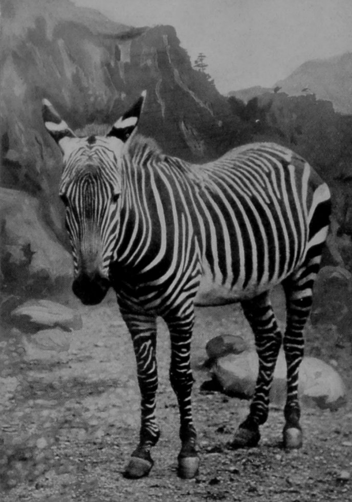MOUNTAIN-ZEBRA. MOUNTAIN-ZEBRA.
