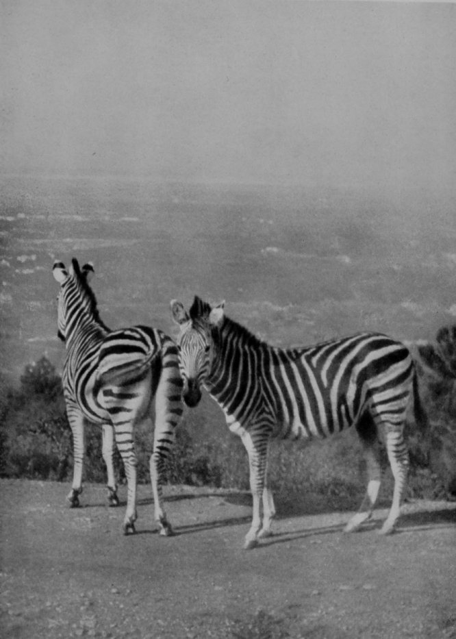 BURCHELL'S ZEBRA AT HOME. BURCHELL'S ZEBRA AT HOME.