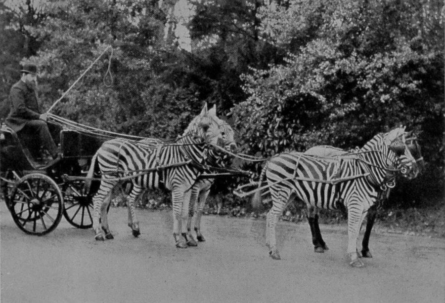 THE HON. WALTER ROTHSCHILD'S TEAM OF     ZEBRAS. THE HON. WALTER ROTHSCHILD'S TEAM OF     ZEBRAS.