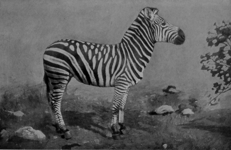 BURCHELL'S ZEBRA, CHAPMAN'S VARIETY. BURCHELL'S ZEBRA, CHAPMAN'S VARIETY.