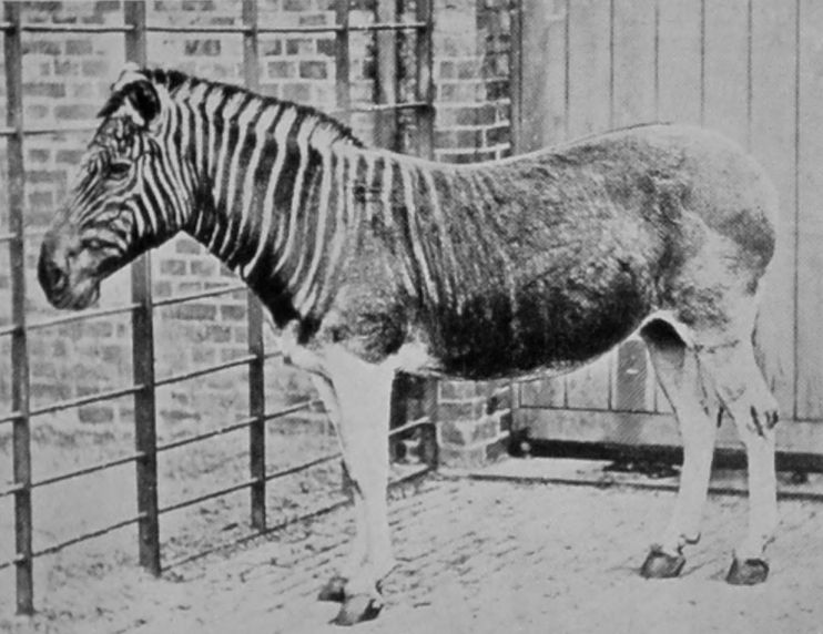 QUAGGA. QUAGGA.
